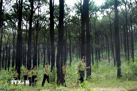 Lực lượng kiểm lâm kiểm tra hiện trạng rừng. (Ảnh: Quang Quyết/TTXVN)