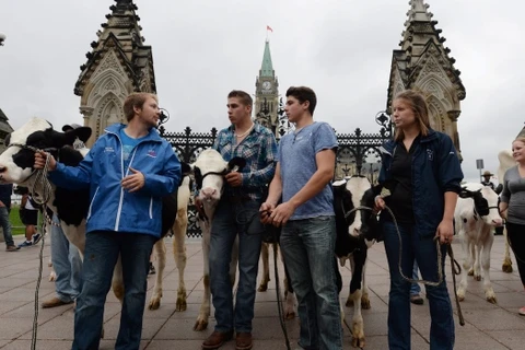 Nông dân Canada biểu tình phản đối mở cửa thị trường Canada cho các sản phẩm sữa New Zealand. (Nguồn: Canadian Press)