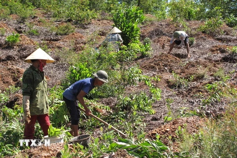 Công nhân Công ty Lâm nghiệp Đô Lương tổ chức trồng rừng vụ Thu. (Ảnh : Nguyễn Văn Nhật/TTXVN)