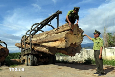 Kiểm lâm huyện Ngọc Hồi đang kiểm tra số gỗ lậu. (Ảnh: Cao Nguyên/TTXVN)