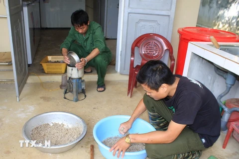 Nhân viên của Chương trình pha trộn thức ăn cho tê tê. (Ảnh: Ninh Đức Phương/TTXVN)