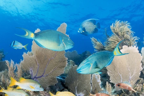 Một rạn san hô ở Key Largo, Florida. (Nguồn: Getty Images)