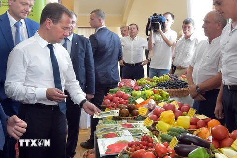 Thủ tướng Nga Dmitry Medvedev kiểm tra các sản phẩm nông nghiệp trong chuyến thăm thành phố Krasnodar, miền nam Nga. (Nguồn: AFP/TTXVN)