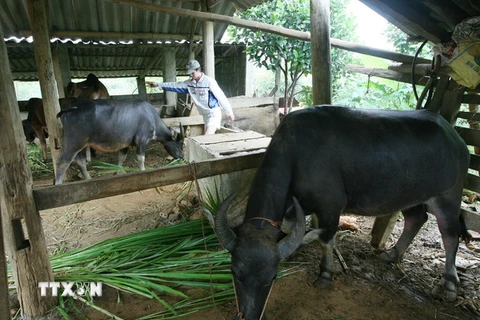 Phát triển chăn nuôi tại một hộ gia đình thuộc điểm tái định cư Thống Nhất, xã Cò Nòi, huyện Mai Sơn. (Ảnh: Ngọc Hà/TTXVN)