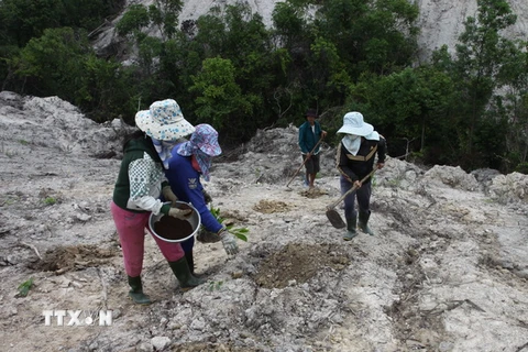 Nhân dân xã Cam Tuyền, huyện Cam Lộ trồng rừng. (Ảnh: Hồ Cầu/TTXVN)