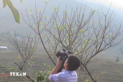 Du khách thích thú nghi hình những bông hoa đào nở trái mùa Sa Pa. (Ảnh: Lục Hương Thu/TTXVN)