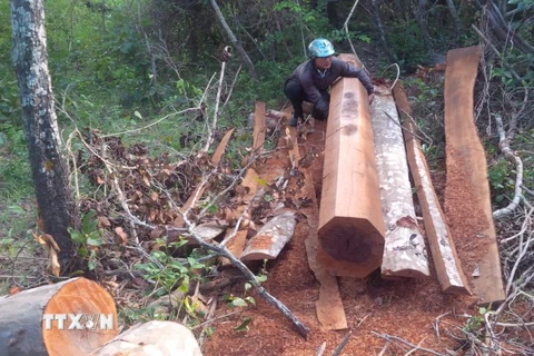 Gia Lai: Xe độ chế ngang nhiên vận chuyển gỗ lậu từ rừng phòng hộ