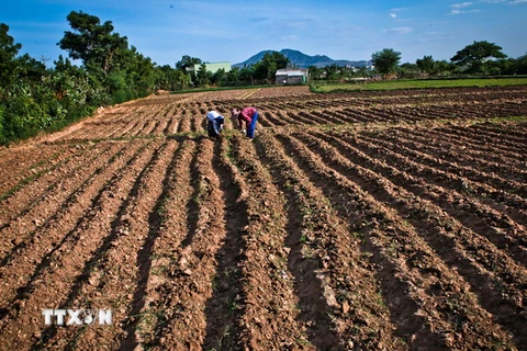 Một thửa ruộng tại huyện Thuận Bắc, Ninh Thuận. (Ảnh: Trọng Đạt/TTXVN)