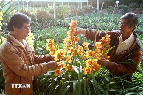 Người dân làng hoa Hà Đông, thành phố Đà Lạt (Lâm Đồng) chăm sóc hoa. (Ảnh: Thanh Tùng/TTXVN)