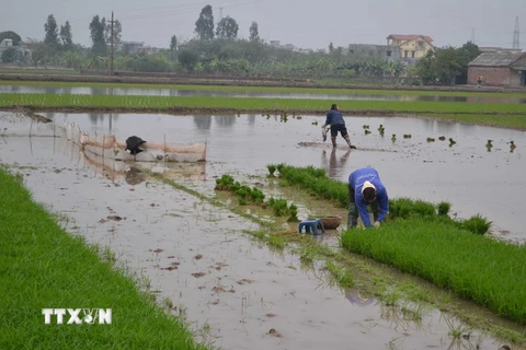 Nông dân xã Phong Châu, huyện Đông Hưng, Thái Bình, chuẩn bị mạ cấy. (Ảnh: Nguyễn Lành-Thu Hoài/ TTXVN)