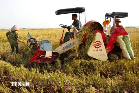  Nông dân sử dụng máy gặt đập liên hợp vào thu hoạch lúa vụ mùa. (Ảnh: Ngọc Hà/TTXVN)