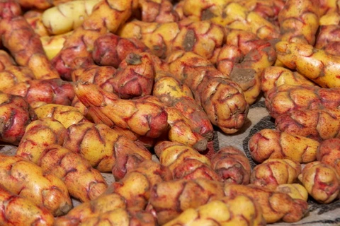 Một giống khoai tây của Peru. (Nguồn: pri.org)
