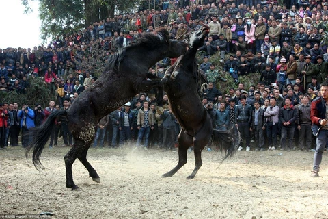 Trận đấu ngựa mừng năm mới ở Trung Quốc. (Nguồn: CCTV)