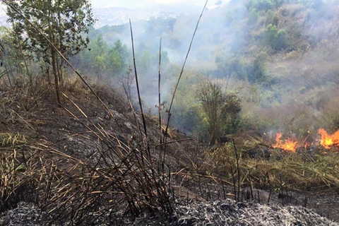 Đồng Nai: Du khách đốt lửa nướng đồ ăn gây cháy nhiều hécta rừng