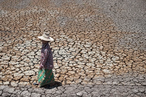 Hạn hán tại Thái Lan. (Nguồn: AFP)