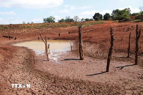Khô hạn kéo dài khiến cho các công trình thủy lợi ở Đắk Lắk cạn khô đáy. (Ảnh: Phạm Cường/TTXVN)