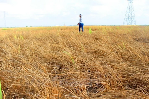 Các cánh đồng lúa ở huyện Vĩnh Lợi, tỉnh Bạc Liêu chỉ còn lại một màu đất “chết,” khô khốc. (Ảnh: Hùng Võ/Vietnam+)