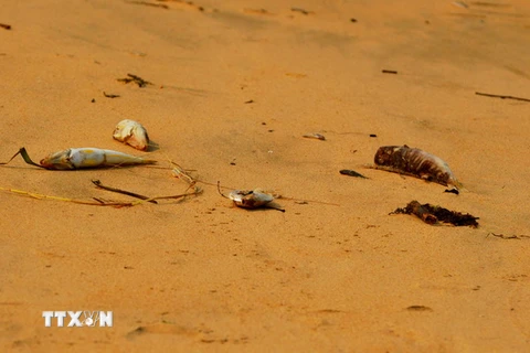 Hiện tượng cá chết trên bãi biển Quảng Bình. (Ảnh: Đức Thọ/TTXVN)