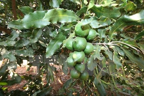 Vườn cây mắcca tại Lâm Đồng. (Ảnh: Đặng Tuấn/TTXVN)