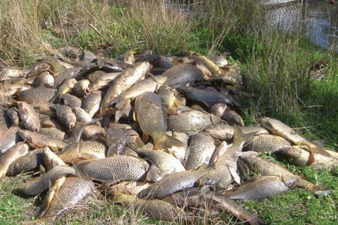 Hàng trăm nghìn, thậm chí hàng triệu tấn cá chép sẽ bị đánh chết ở Australia. (Nguồn: Trung tâm nghiên cứu động vật ngoại lai Australia)