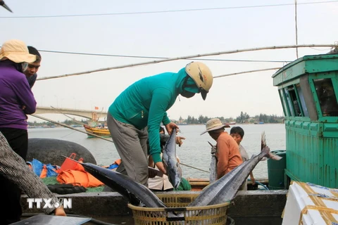 Thương lái thu mua cá tại Cảng cá Nam Cửa Việt. (Ảnh: Thanh Thủy/TTXVN)