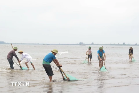 Hoạt động khai thác ngao, vạng của ngư dân huyện Tiền Hải trên vùng bãi triều thuộc xã Nam Phú (Tiền Hải, Thái Bình). (Ảnh: Xuân Tiến/TTXVN)
