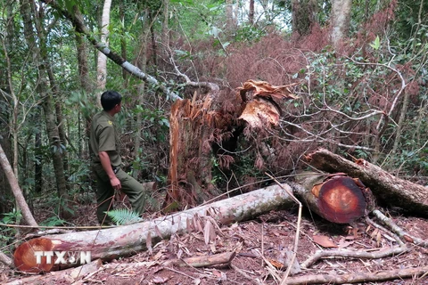 Hiện trường của các vụ phá rừng tại tiểu khu 474 xã Măng Cành, huyện Kon Plông, tỉnh Kon Tum. 