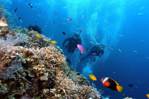 Hàng trăm hécta rạn san hô ở biển Côn Đảo bị tẩy trắng do El Nino