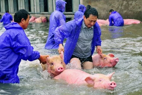 Nhân viên một tổ chức địa phương giúp đỡ người chủ giải cứu bầy lợn. (Nguồn: Reuters)