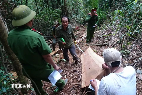 Lực lượng chức năng thực hiện nghiệp vụ kiểm tra hiện trường phá rừng tại Tiểu khu 390. (Ảnh: Đặng Tuấn/TTXVN)
