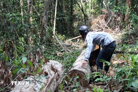Khu vực rừng xã Lộc Bắc, huyện Bảo Lâm bị tàn phá. (Ảnh : Đặng Tuấn/TTXVN)
