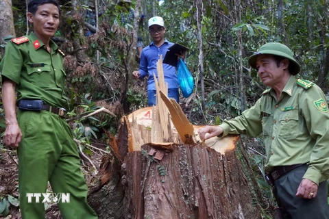 Lực lượng chức năng kiểm tra hiện trường vụ phá rừng. (Ảnh : Nguyễn Sơn/TTXVN)