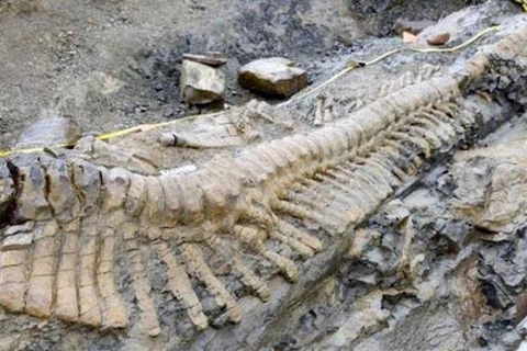 Hóa thạch khủng long vừa được phát hiện. (Nguồn: trt.net.tr)