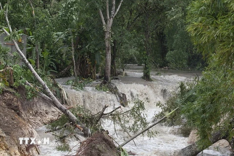 Hàng loạt cây bị đổ do gió lớn ở Melchor de Mencos, Guatemala ngày 4/8. (Nguồn: EPA/TTXVN)