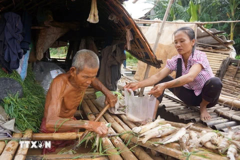Ông Nguyễn Văn Kính (87 tuổi) đang vớt hàng trăm con cá chết từ lồng bè của gia đình. (Ảnh: Hoa Mai/TTXVN)