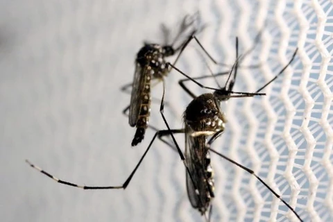 Virus Zika lây truyền qua muỗi Aedes aegypti. (Nguồn: Reuters)