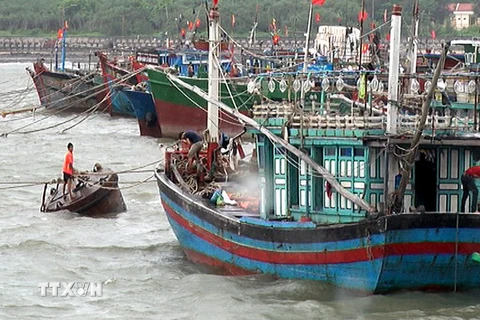 Tàu thuyền neo đậu tránh trú bão số 3 tại âu cảng Bạch Long Vĩ. (Ảnh: Văn Thủy/TTXVN)