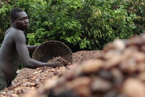 Nông dân Côte d'Ivoire trong vụ thu hoạch. (Nguồn: yahoo.com)