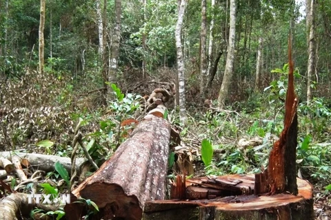 Một cây gỗ lớn vừa bị đốn hạ thuộc khu vực điểm du lịch sinh thái thác Lưu Ly. (Ảnh: Hưng Thịnh/TTXVN)