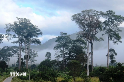 Nét đẹp Vườn quốc gia Phước Bình trong sương sớm. (Ảnh: Nguyễn Thành/TTXVN)