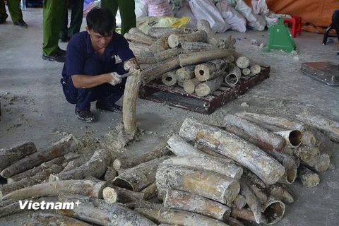 Ngà voi bị phát hiện tại cảng Cát Lái. (Ảnh: Hoàng Hải/Vietnam+)