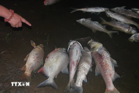 Cá chết dạt vào bờ tại hồ Linh Đàm. (Ảnh: Sơn Bách/TTXVN)