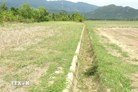 Kênh mương ở thị xã Ninh Hòa, Khánh Hòa không còn nước để phục vụ sản xuất lúa vụ Hè Thu 2016. (Ảnh: Nguyên Lý/TTXVN)