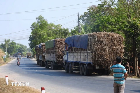 Một “cò canh đường” đang gọi báo động cho các tài xế xe chở mía trên đường Trần Văn Trà (địa phận xã Bình Minh, thành phố Tây Ninh ). (Ảnh: Thanh Tân/TTXVN)