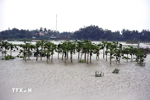 Vùng rau sạch hàng chục ha ở xã Nghĩa Dũng, thành phố Quảng Ngãi bị ngập. (Ảnh: Nguyễn Đăng Lâm/TTXVN)