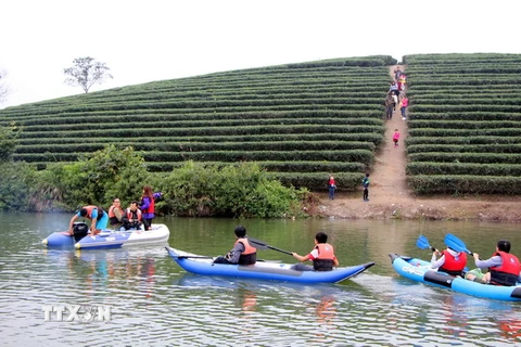 Đến đảo chè Chầu Cau, du khách được chèo thuyền Kayak trên dòng nước xanh biếc cùng ngắm những đồi chè bậc thang xanh mượt. (Ảnh: Tá Chuyên/TTXVN)