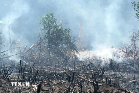 Vạt rừng của bà Lý Thị Nhã bị cháy sau thu hoạch. (Ảnh: Trung Nguyên/TTXVN)
