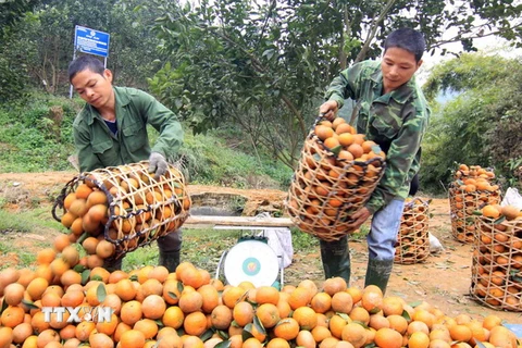 Thu hoạch cam cành. (Ảnh: Vũ Sinh/TTXVN)