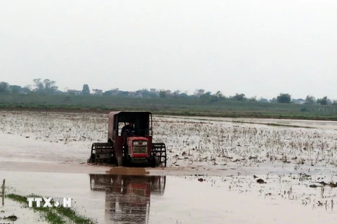 Nông dân huyện Nam Trực (Nam Định) bừa đất chuẩn bị gieo cấy vụ Đông Xuân 2016-2017. (Ảnh: Nguyễn Lành/TTXVN)