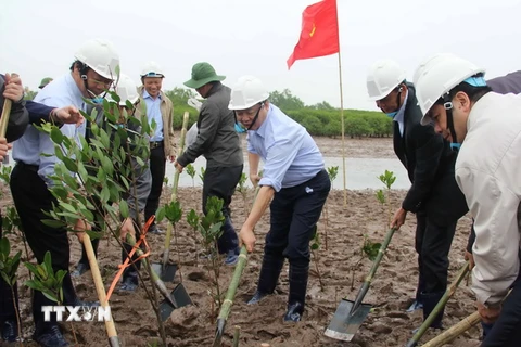 Bộ trưởng Bộ Tài nguyên và Môi trường Trần Hồng Hà (giữa) cùng đại biểu, lãnh đạo các Bộ ngành Trung ương và lãnh đạo Ủy ban Nhân dân tỉnh Thái Bình trồng cây tại bãi bồi ven biển huyện Thái Thụy. (Ảnh: Xuân Tiến/TTXVN)